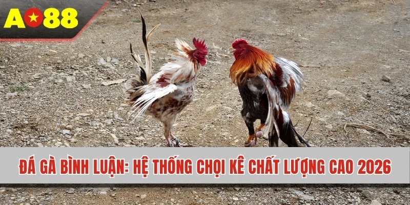 Đá Gà Bình Luận - Hệ Thống Chọi Kê Chất Lượng Cao 2026