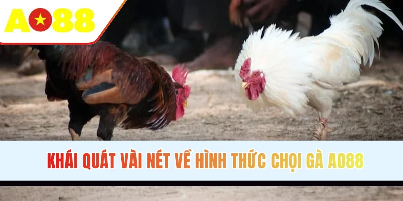 Khái quát vài nét về hình thức chọi gà AO88